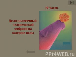 70 часов Десятиклеточный  человеческий эмбрион на кончике иглы
