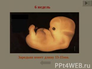 6 недель Зародыш имеет длину 13-15мм.