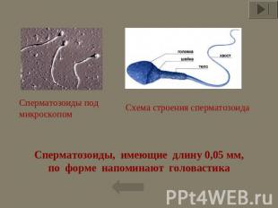 Сперматозоиды под микроскопом Схема строения сперматозоида Сперматозоиды,  имеющ
