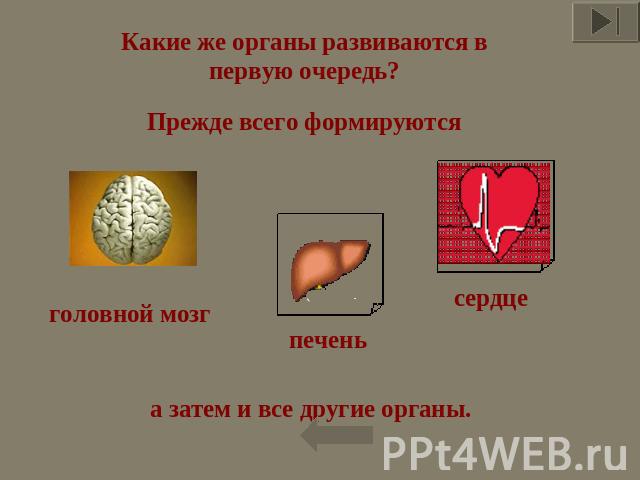 Какие же органы развиваются в первую очередь? Прежде всего формируются головной мозг сердце печень а затем и все другие органы.