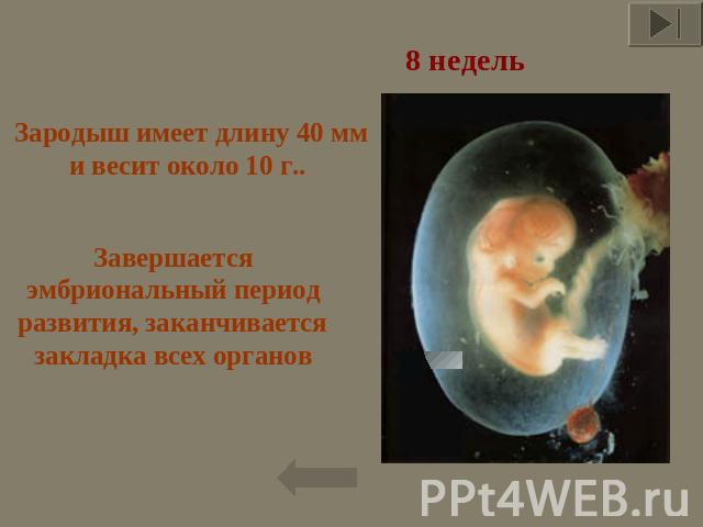 8 недель Зародыш имеет длину 40 мм и весит около 10 г..  Завершается эмбриональный период развития, заканчивается закладка всех органов