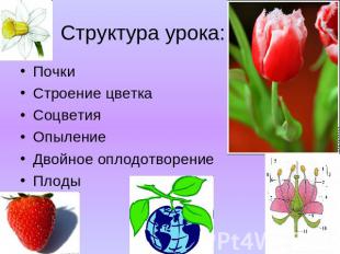Структура урока: Почки Строение цветка Соцветия Опыление Двойное оплодотворение