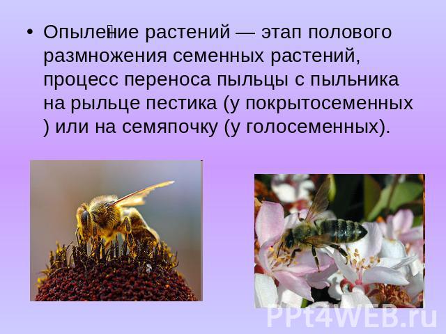 Опыление растений — этап полового размножения семенных растений, процесс переноса пыльцы с пыльника на рыльце пестика (у покрытосеменных) или на семяпочку (у голосеменных).