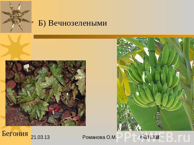 Б) Вечнозелеными Бегония Банан
