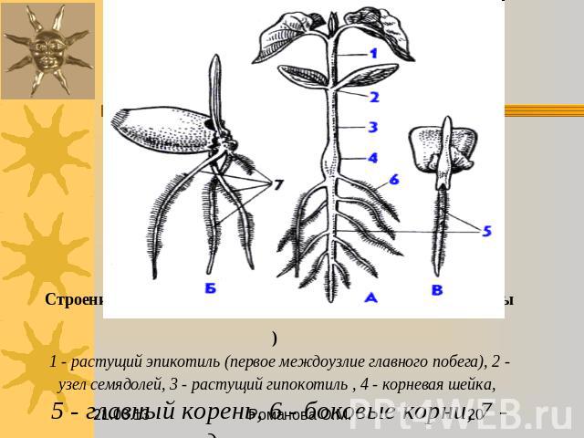 Строение проростков (А - фасоли , Б - пшеницы и В - кукурузы ) 1 - растущий эпикотиль (первое междоузлие главного побега), 2 - узел семядолей, 3 - растущий гипокотиль , 4 - корневая шейка, 5 - главный корень, 6 - боковые корни, 7 - придаточные корни.