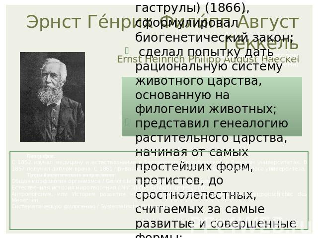 Эрнст Генрих Филипп Август Геккель Ernst Heinrich Philipp August Haeckel (16 февраля 1834, Потсдам – 9 августа 1919, Йена) разработал теорию происхождения многоклеточных (так называемая теория гаструлы) (1866), сформулировал биогенетический закон; с…