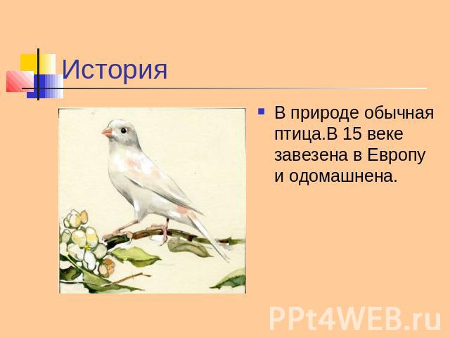История В природе обычная птица.В 15 веке завезена в Европу и одомашнена.