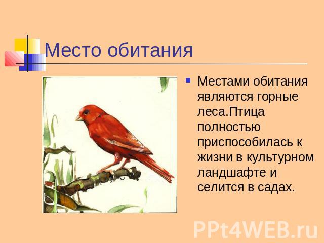Место обитания Местами обитания являются горные леса.Птица полностью приспособилась к жизни в культурном ландшафте и селится в садах.