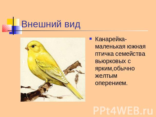 Внешний вид Канарейка-маленькая южная птичка семейства вьюрковых с ярким,обычно желтым оперением.