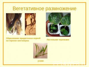 Вегетативное размножение Образование придаточных корней на черенке сингониума Ли