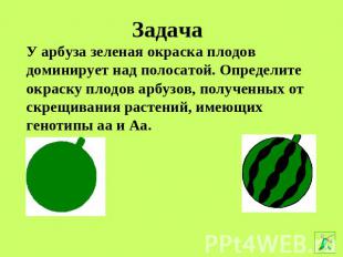 Задача У арбуза зеленая окраска плодов доминирует над полосатой. Определите окра