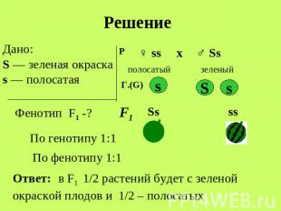 Решение Дано: S — зеленая окраска s — полосатая Фенотип F1 -? По генотипу 1:1 По
