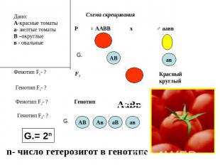 Дано: А-красные томаты а- желтые томаты В –округлые в - овальные Схема скрещиван