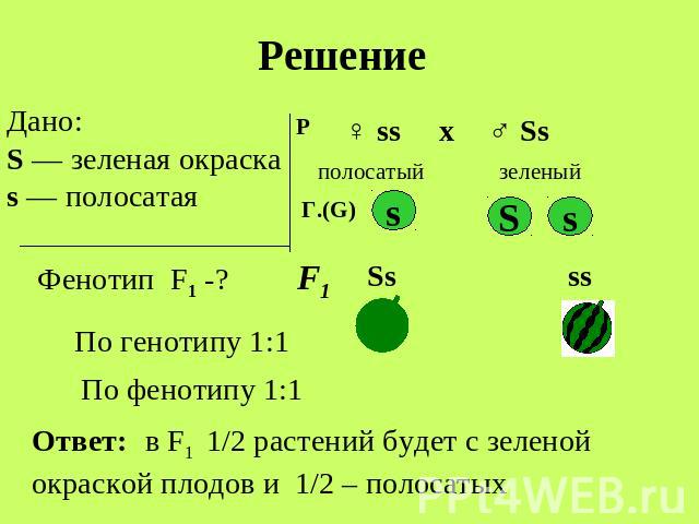 Решение Дано: S — зеленая окраска s — полосатая Фенотип F1 -? По генотипу 1:1 По фенотипу 1:1 Ответ: в F1 1/2 растений будет с зеленой окраской плодов и 1/2 – полосатых