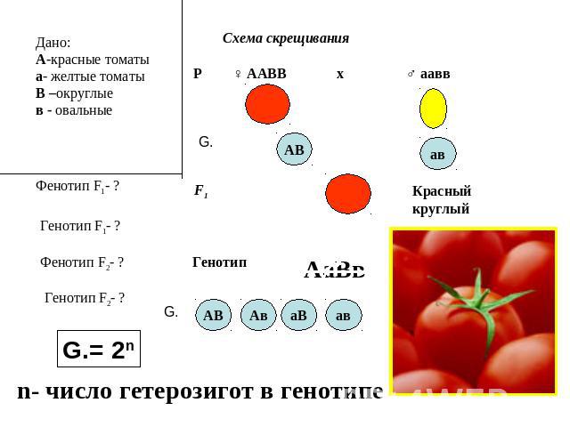 Дано: А-красные томаты а- желтые томаты В –округлые в - овальные Схема скрещивания Фенотип F1- ? Генотип F1- ? Фенотип F2- ? Генотип F2- ? n- число гетерозигот в генотипе