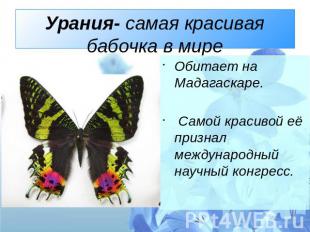 Урания- самая красивая бабочка в мире Обитает на Мадагаскаре. Самой красивой её
