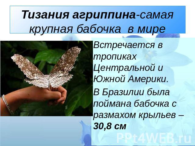 Тизания агриппина-самая крупная бабочка в мире Встречается в тропиках Центральной и Южной Америки.В Бразилии была поймана бабочка с размахом крыльев – 30,8 см