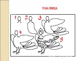 ТАБЛИЦА Один из вариантов поэтапного изображения птицы – девы.