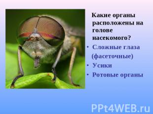 Какие органы расположены на голове насекомого?Сложные глаза (фасеточные)УсикиРот