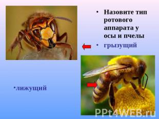 Назовите тип ротового аппарата у осы и пчелыгрызущийлижущий