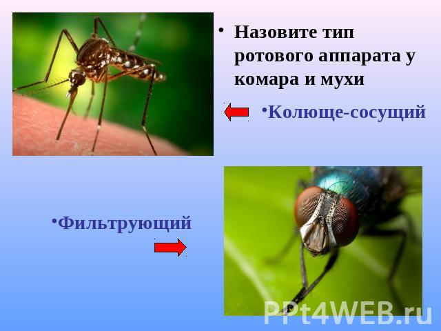 Назовите тип ротового аппарата у комара и мухиКолюще-сосущийФильтрующий