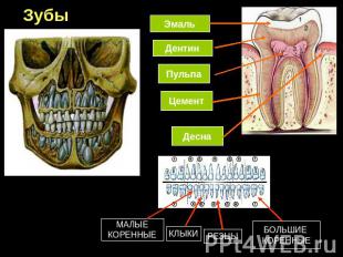 Зубы ЭмальДентинПульпаЦементДеснаМАЛЫЕКОРЕННЫЕКЛЫКИРЕЗЦЫБОЛЬШИЕ КОРЕННЫЕ