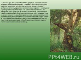 5.  Большой вред лесам наносят болезни и вредители. Массовые вспышки численности