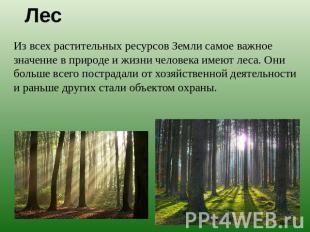 Лес Из всех растительных ресурсов Земли самое важное значение в природе и жизни