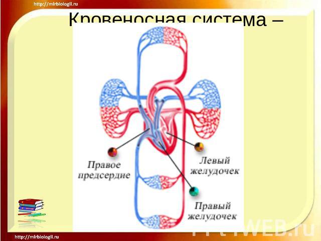 Кровеносная Система Человека Презентация