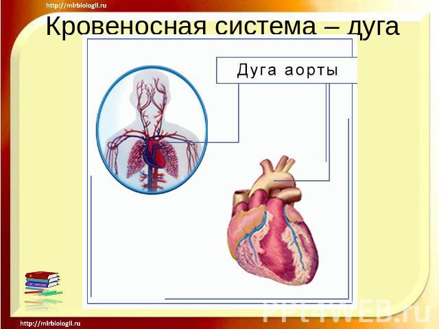 Кровеносная система – дуга аорты