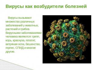 Вирусы как возбудители болезней Вирусы вызывают множество различных заболеваний