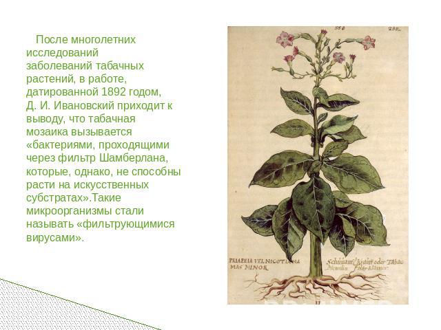 После многолетних исследований заболеваний табачных растений, в работе, датированной 1892 годом, Д. И. Ивановский приходит к выводу, что табачная мозаика вызывается «бактериями, проходящими через фильтр Шамберлана, которые, однако, не способны расти…