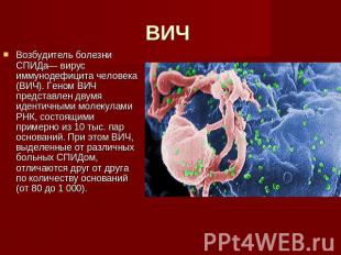 ВИЧ Возбудитель болезни СПИДа— вирус иммунодефицита человека (ВИЧ). Геном ВИЧ пр