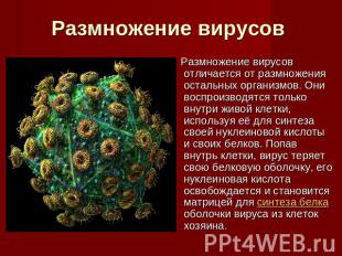 Размножение вирусов Размножение вирусов отличается от размножения остальных орга