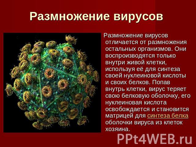 Размножение вирусов Размножение вирусов отличается от размножения остальных организмов. Они воспроизводятся только внутри живой клетки, используя её для синтеза своей нуклеиновой кислоты и своих белков. Попав внутрь клетки, вирус теряет свою белкову…