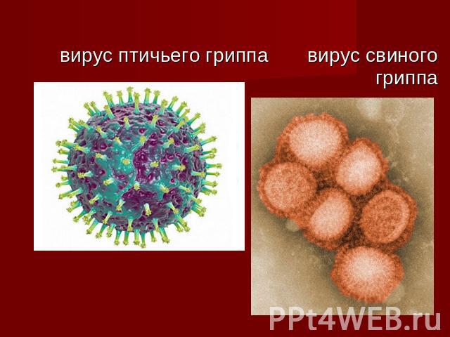 вирус птичьего гриппа вирус свиного гриппа