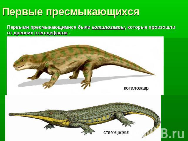 Первые пресмыкающихсяПервыми пресмыкающимися были котилозавры, которые произошли от древних стегоцефалов .котилозаврстегоцефал