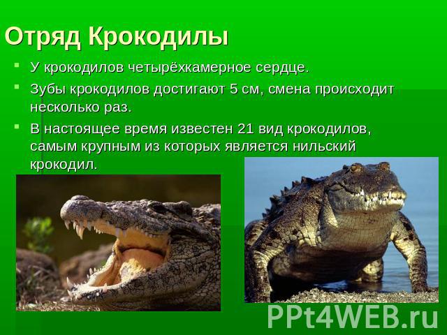Отряд Крокодилы У крокодилов четырёхкамерное сердце.Зубы крокодилов достигают 5 см, смена происходит несколько раз.В настоящее время известен 21 вид крокодилов, самым крупным из которых является нильский крокодил.