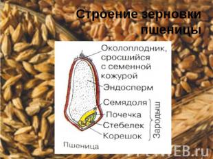 Строение зерновки пшеницы