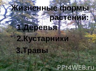 Жизненные формы растений: 1.Деревья2.Кустарники3.Травы