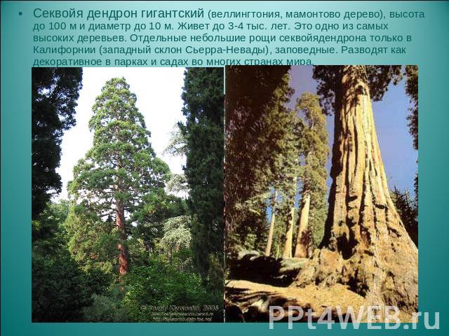 Секвойя дендрон гигантский (веллингтония, мамонтово дерево), высота до 100 м и диаметр до 10 м. Живет до 3-4 тыс. лет. Это одно из самых высоких деревьев. Отдельные небольшие рощи секвойядендрона только в Калифорнии (западный склон Сьерра-Невады), з…