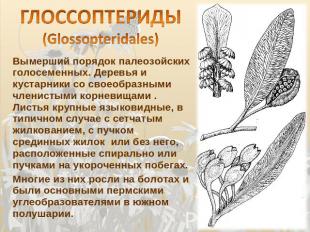 ГЛОССОПТЕРИДЫ (Glossopteridales) Вымерший порядок палеозойских голосеменных. Дер