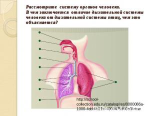 Рассмотрите систему органов человека.В чем заключается отличие дыхательной систе