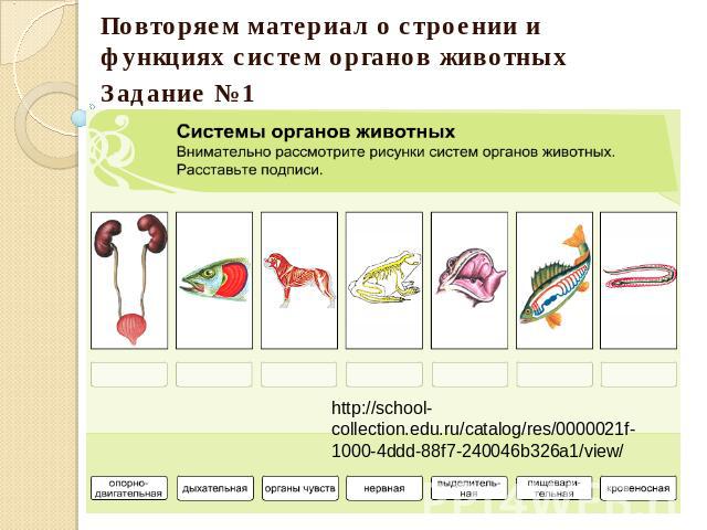 Повторяем материал о строении и функциях систем органов животныхЗадание №1http://school-collection.edu.ru/catalog/res/0000021f-1000-4ddd-88f7-240046b326a1/view/