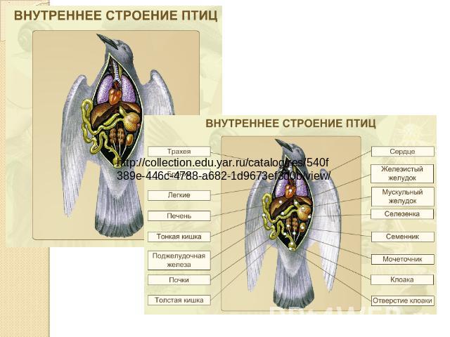 http://collection.edu.yar.ru/catalog/res/540f389e-446c-4788-a682-1d9673ef3d0b/view/