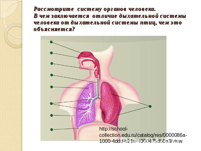 Рассмотрите систему органов человека.В чем заключается отличие дыхательной системы человека от дыхательной системы птиц, чем это объясняется? http://school-collection.edu.ru/catalog/res/0000086a-1000-4ddd-b21e-4000475d60a3/view