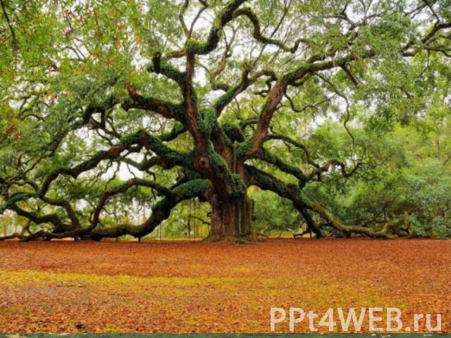 Деревья Дерево — типичная форма деревянистых растений, имеющих ствол, из древесины с лиственной кроной.