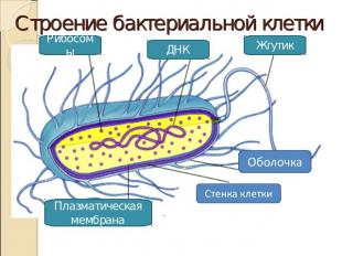 Строение бактериальной клетки РибосомыДНКЖгутикПлазматическая мембрана
