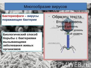 Многообразие вирусов Бактериофаги – вирусы поражающие бактерииБиологический спос