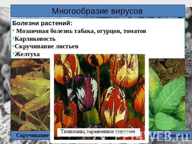 Многообразие вирусовБолезни растений: Мозаичная болезнь табака, огурцов, томатовКарликовостьСкручивание листьевЖелтухаСкручивание листьевВирус табачной мозаики